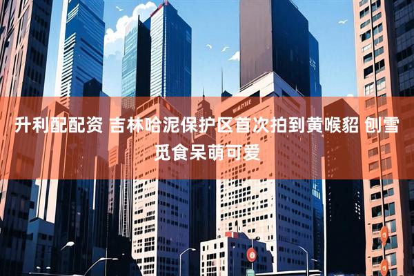 升利配配资 吉林哈泥保护区首次拍到黄喉貂 刨雪觅食呆萌可爱